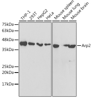 Arp2 Rabbit polyclonal antibody
