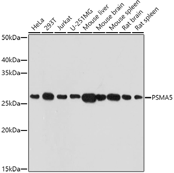 PSMA5 Rabbit polyclonal antibody