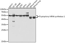 Western blot - Tryptophanyl-tRNA synthetase 1 Rabbit pAb (A5758)