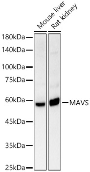 MAVS Rabbit polyclonal antibody