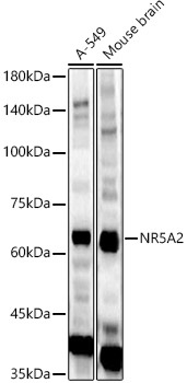 NR5A2 Rabbit polyclonal antibody