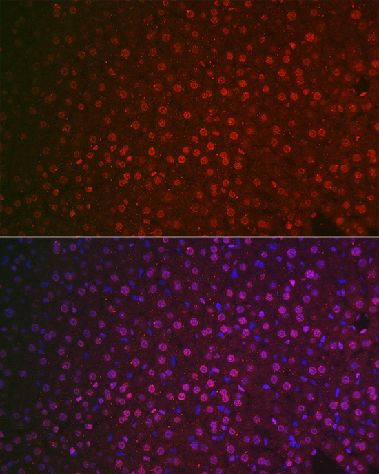 NR5A2 Rabbit polyclonal antibody