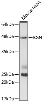 BGN Rabbit polyclonal antibody