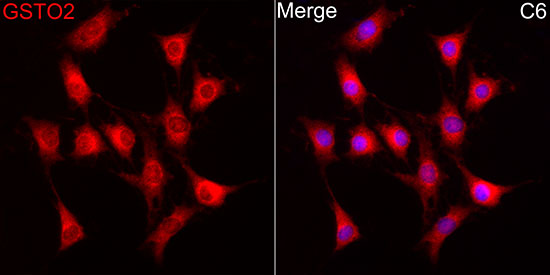 GSTO2 Rabbit polyclonal antibody