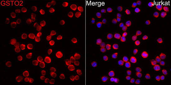 GSTO2 Rabbit polyclonal antibody