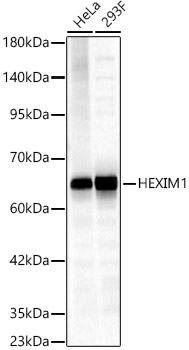HEXIM1 Rabbit polyclonal antibody