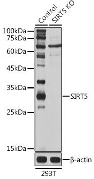 [KO Validated] SIRT5 Rabbit polyclonal antibody