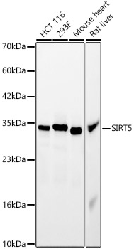 [KO Validated] SIRT5 Rabbit polyclonal antibody