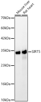 [KO Validated] SIRT5 Rabbit polyclonal antibody