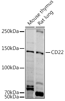 CD22 Rabbit polyclonal antibody