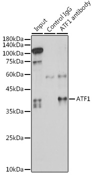 ATF1 Rabbit polyclonal antibody