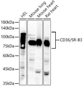 CD36 Rabbit polyclonal antibody
