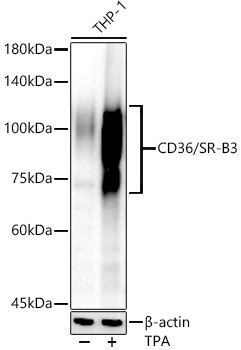 CD36 Rabbit polyclonal antibody