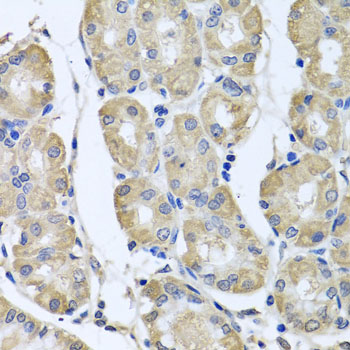 BAG5 Rabbit polyclonal antibody