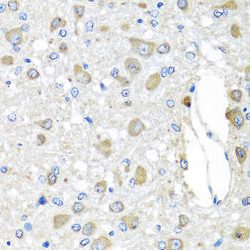 BAG5 Rabbit polyclonal antibody