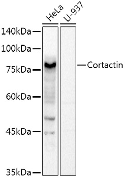 Cortactin Rabbit polyclonal antibody