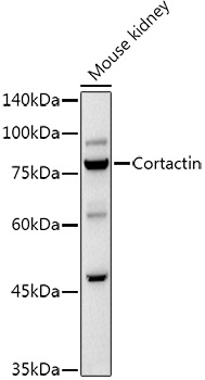 Cortactin Rabbit polyclonal antibody