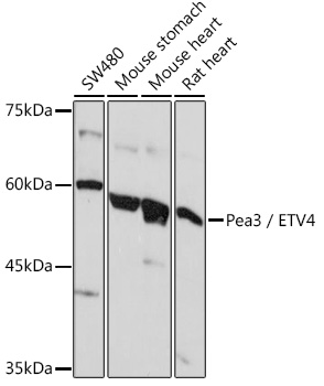 Pea3 / ETV4 Rabbit polyclonal antibody