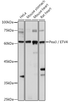 Pea3 / ETV4 Rabbit polyclonal antibody