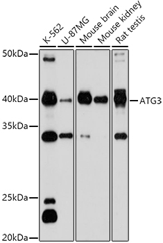 ATG3 Rabbit pAb