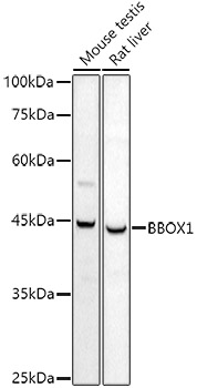 BBOX1 Rabbit polyclonal antibody