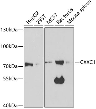 CXXC1 Rabbit polyclonal antibody