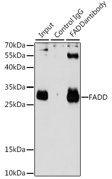 FADD Rabbit polyclonal antibody