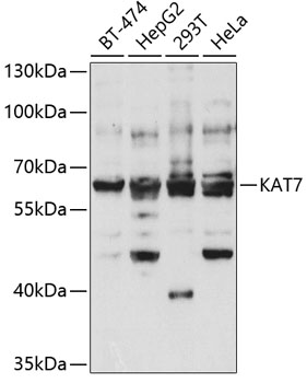 KAT7 Rabbit polyclonal antibody