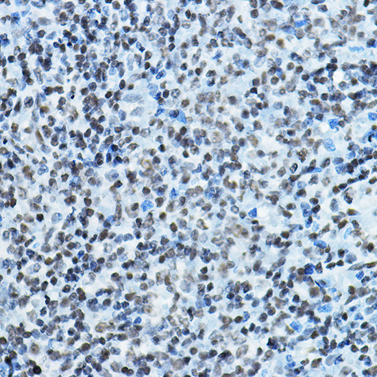 KAT7 Rabbit polyclonal antibody