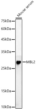 MBL2 Rabbit polyclonal antibody