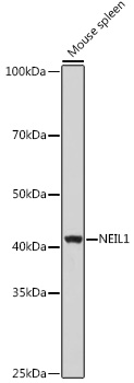 NEIL1 Rabbit polyclonal antibody