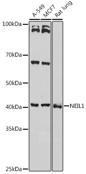 NEIL1 Rabbit polyclonal antibody