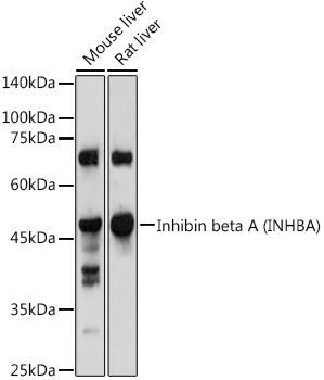 Inhibin beta A (INHBA) Rabbit polyclonal antibody