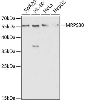 MRPS30 Rabbit polyclonal antibody