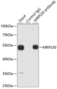 MRPS30 Rabbit polyclonal antibody