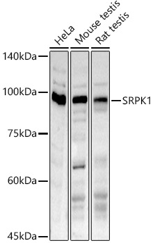 SRPK1 Rabbit polyclonal antibody