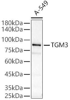 TGM3 Rabbit polyclonal antibody
