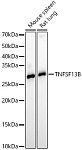 Western blot - TNFSF13B Rabbit pAb (A5858)
