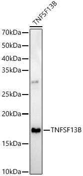 TNFSF13B Rabbit polyclonal antibody
