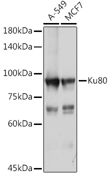 Ku80 Rabbit polyclonal antibody