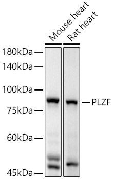 PLZF Rabbit polyclonal antibody
