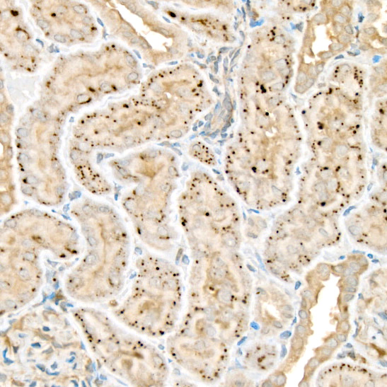 WNT2 Rabbit polyclonal antibody