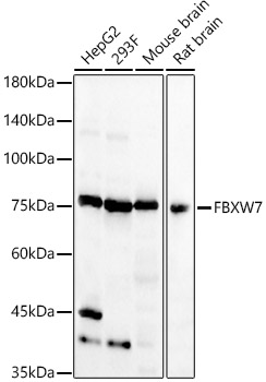 FBXW7 Rabbit polyclonal antibody