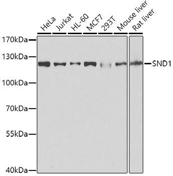 [KO Validated] SND1 Rabbit polyclonal antibody