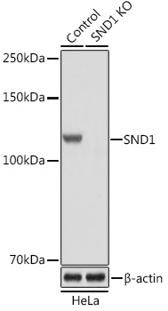 [KO Validated] SND1 Rabbit polyclonal antibody