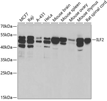 ILF2 Rabbit pAb