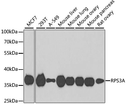 RPS3A Rabbit polyclonal antibody