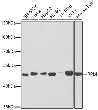 RPL4 Rabbit polyclonal antibody
