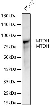 MTDH Rabbit polyclonal antibody