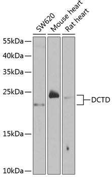 DCTD Rabbit polyclonal antibody